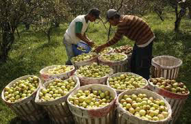  Apple harvest at batu Malang